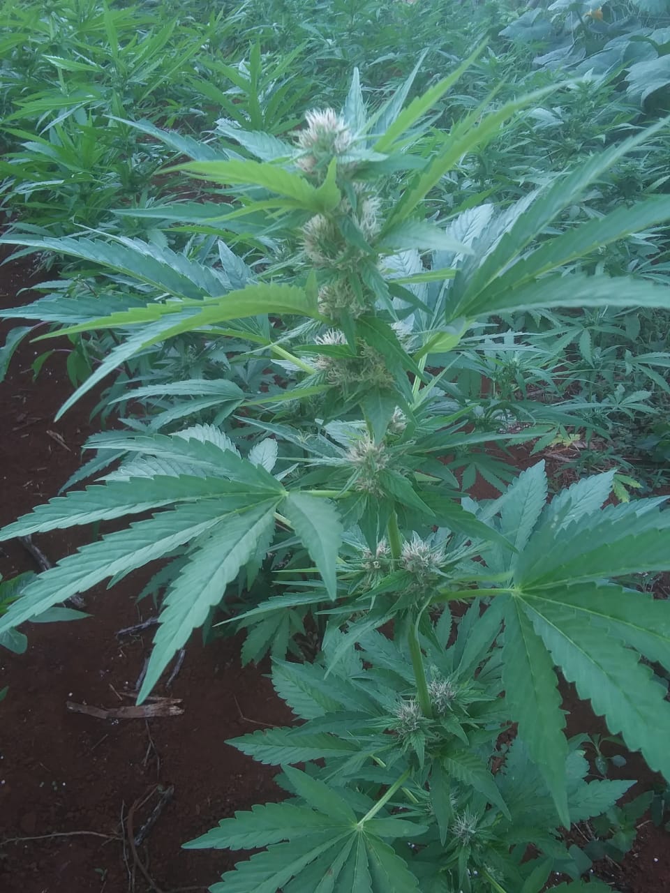 Chairman and CEO of Apollon Jamaica, Paul Burke touts cannabis formula prospects
